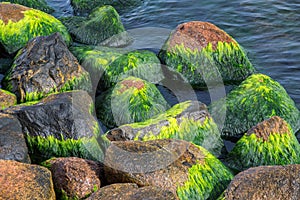 Green sea algae.