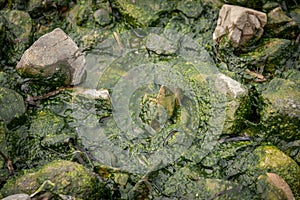 Green sea algae.