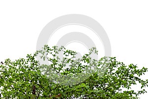 green sea almond leaves with tree branch,isolated on white background