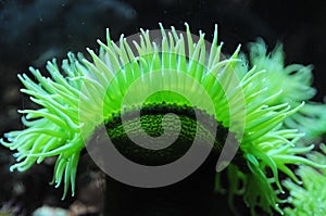 Green sea anemone