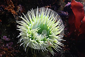 Green sea anemone