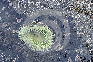 A green sea anemone in a tide pool at the Bob Creek Wayside on the Pacific Coast of Oregon, USA