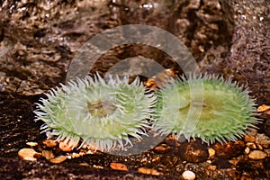 A Green Sea Anemone in Water