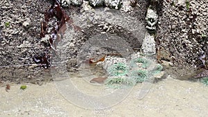 Green Sea Anemones in a Tide Pool in Oregon