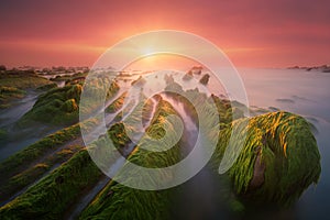 green sea moss on rocks in Barrika at sunset