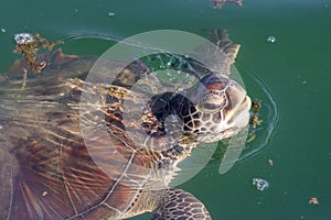 A green sea turle Chelonia mydas close up above water taking a breath showing off teeth, head and shell in the Middle East