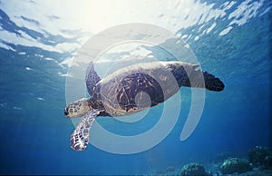 Green Sea Turtle 1