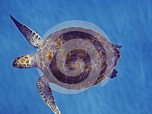 Zelený more korytnačka 