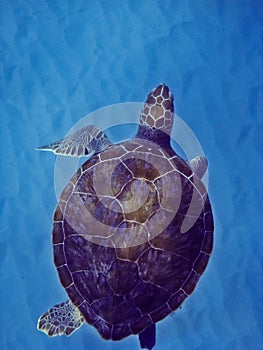 Green Sea Turtle