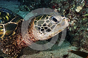 Green Sea Turtle