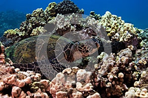 Green Sea Turtle