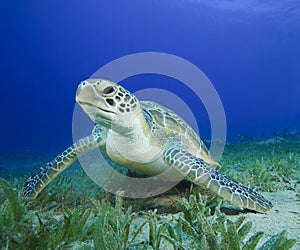 Verde el mar tortuga 