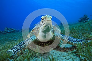 Green Sea Turtle