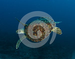 Green Sea Turtle