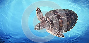 Green Sea Turtle