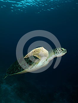 Verde il mare tartaruga 