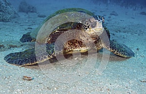 Green Sea Turtle