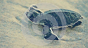 Green Sea Turtle