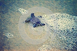 Green Sea Turtle