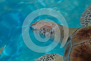 Green Sea Turtle