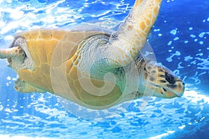 green sea turtle