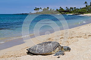 Green Sea Turtle