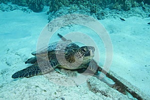 Green Sea Turtle