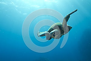 Green Sea Turtle