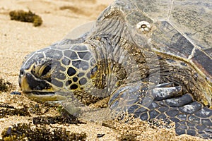 Green Sea Turtle