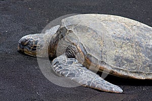 Green Sea Turtle 3