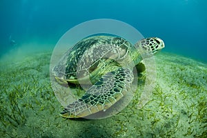 Verde el mar tortuga 