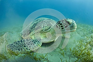 Zelený more želva 
