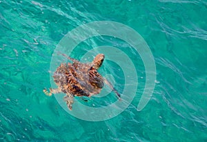 Green sea turtle