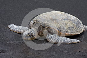 Green Sea Turtle