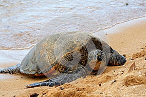 Green Sea Turtle 7