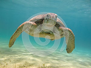 Green sea turtle