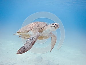 Green sea turtle