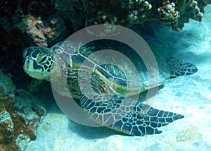 Green Sea Turtle