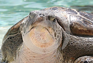 Green Sea Turtle