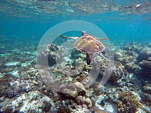 Green sea turtle above the coral reef and sea bottom