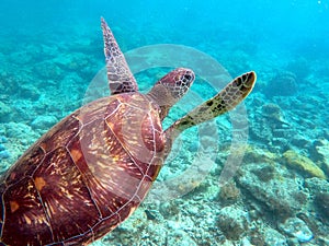 Green sea turtle above the coral reef and sea bottom