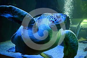 Green Sea Turtle in Aqauarium
