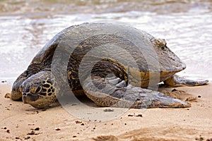 Green Sea Turtle Ashore