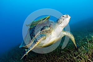 Green Sea Turtle with attached Remora sits on seagrass