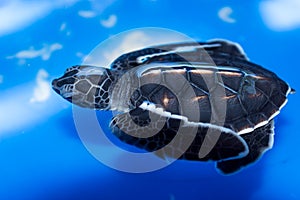 Green sea turtle baby Chelonia mydas swimming, Madagascar