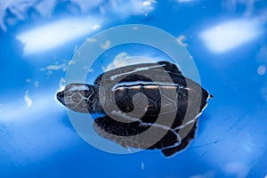 Green sea turtle baby Chelonia mydas swimming, Madagascar