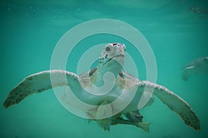 Green sea turtle in the Bahamas