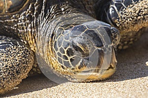 Green Sea Turtle