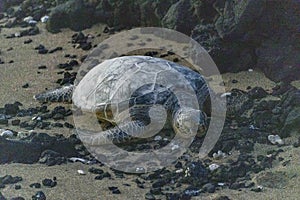 Green sea turtle on beach in Hawaii