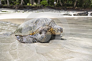 The Green Sea Turtle on the beach with the tropical ocean in the background